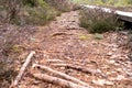 Dry and colorful pine tree roots next to a wooden footbridge through a peat bog