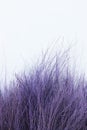 Dry common sida tree purple dye with white cement wall, Cuba jute or Paddy`s lucerne