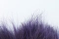 Dry common sida tree purple dye with white cement wall, Cuba jute or Paddy`s lucerne