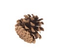 Dry cone of pine. Macro.
