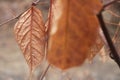 Dry Copper Leaf Detail