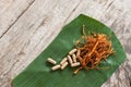 Dry cordyceps militaris on a green banana leaf with wooden background. Orange medical mushroom for good health with capsules. Royalty Free Stock Photo