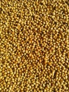 Dry coriander seeds background Royalty Free Stock Photo