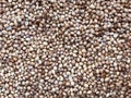 Dry coriander seeds Royalty Free Stock Photo