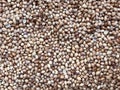 Dry coriander seeds