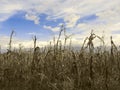 Dry corn Royalty Free Stock Photo