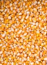 Dry corn background, dry corn seed Royalty Free Stock Photo