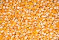 dry corn background, dry corn seed Royalty Free Stock Photo