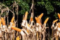 Dry corn cob with mature yellow corn growing ready for harvest in an agricultural field Royalty Free Stock Photo