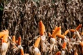 Dry corn cob with mature yellow corn growing ready for harvest in an agricultural field Royalty Free Stock Photo