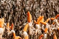 Dry corn cob with mature yellow corn growing ready for harvest in an agricultural field Royalty Free Stock Photo