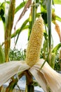 Dry corn cob on stalks in corn field Royalty Free Stock Photo