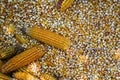 Dry corn cobs on a background of grains Royalty Free Stock Photo