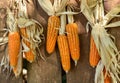 Corn cobs hanging on wooden wall of barn to dry out. Royalty Free Stock Photo