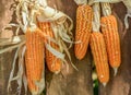 Corn cobs hanging on wooden wall of barn to dry out. Royalty Free Stock Photo