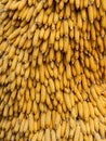 Dry corn cobs natural background Royalty Free Stock Photo