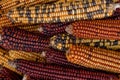 Dry corn cobs. Corn seeds. Preparing seeds for sowing. Royalty Free Stock Photo