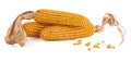 Dry corn cobs Royalty Free Stock Photo