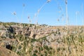 Dry corn in the countryside near the ancient town of Matera Sassi di Matera with typical limestone rocks Royalty Free Stock Photo