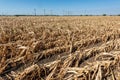 Drought-stricken corn crop in Hungary, EU. Royalty Free Stock Photo