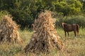 Dry corn ears stacks and horse