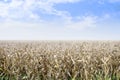 Dry corn fied with blue sky background.Agricultural plant growth from clay or soil.Landscape nature countryside or rural farm.