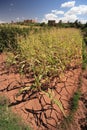 Dry Corn Field Royalty Free Stock Photo