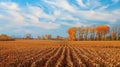 Dry corn field with autumn trees under blue sky with wispy clouds Royalty Free Stock Photo