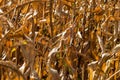 Dry corn field, dry corn stalks, end of season Royalty Free Stock Photo