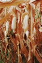 Dry corn field Royalty Free Stock Photo