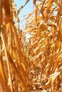 Dry corn field Royalty Free Stock Photo