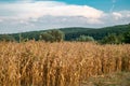 Dry corn field panorama Royalty Free Stock Photo