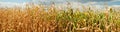 Dry corn field panorama witj clouds Royalty Free Stock Photo