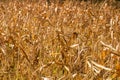 Dry corn field, dry corn stalks, end of season Royalty Free Stock Photo