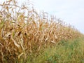 Dry corn field, dry corn stalks, end of season Royalty Free Stock Photo