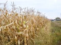 Dry corn field, dry corn stalks, end of season Royalty Free Stock Photo