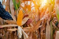 Dry corn fields farmers harvest ripe yellow corn with orange sunlight