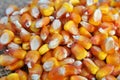 Dry corn grain Royalty Free Stock Photo