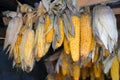 Dry corn hanging on the Board Royalty Free Stock Photo