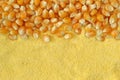 Dry corn kernels and corn flour background Royalty Free Stock Photo