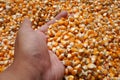 close up of hand holding sun dried corn kernels Royalty Free Stock Photo