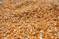 dried corn kernels during the day Royalty Free Stock Photo