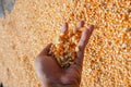 hand holding dried corn kernels Royalty Free Stock Photo