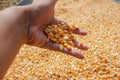 hand holding dry corn kernels Royalty Free Stock Photo
