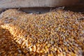 Dry corn kernels in one big heap. Royalty Free Stock Photo