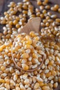 Dry corn kernels on a wooden spoon and pile of dry corn kernels. Royalty Free Stock Photo