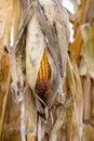 Dry corn maize in field ready for harvest at autumn season Royalty Free Stock Photo