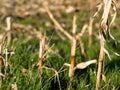 Dry corn stacks Royalty Free Stock Photo