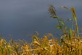 Dry corn stalk field plant blue sky harvest Moldova Agricultural autumn colors Royalty Free Stock Photo