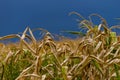 Dry corn stalk field plant blue sky harvest Moldova Agricultural autumn colors Royalty Free Stock Photo